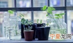 门市适合放什么植物花卉 门市一般放什么绿植