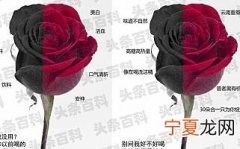 玫瑰花的特点 玫瑰花的三个特点介绍