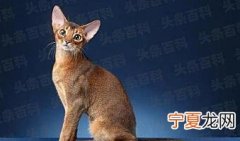埃及猫是什么梗