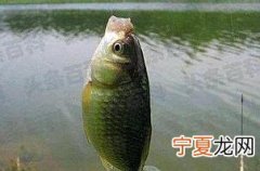 野钓分享钓鱼小技巧 十个钓鱼小技巧让你轻松野钓