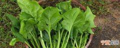 猪干炒菠菜怎么做好吃 如何做猪干炒菠菜
