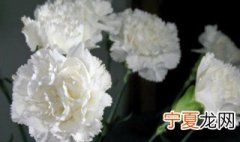 白色康乃馨代表什么 白色康乃馨有什么含义