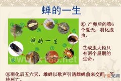 蝉的生长过程
