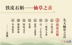 铁皮石斛的功效是什么