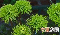 绿宝石花的养殖方法 绿宝石花的养殖方法和注意事项