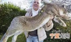 巨型食人兔真的存在吗 最大的兔子能长多少斤