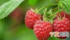 覆盆子的功效与作用及食用方法 覆盆子有哪些用处
