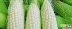 新鲜糯玉米如何放冰箱保存 新鲜糯玉米怎样放冰箱保存更好呢