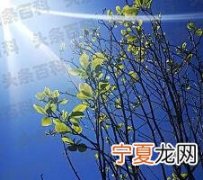 阳光明媚春暖花开心情好的说说 适合春日暖阳的朋友圈说说