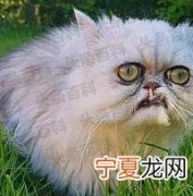十大最丑的猫 加拿大无毛猫第一，暹罗猫上榜