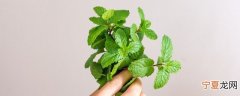 新鲜薄荷怎样保存不坏呢 新鲜薄荷保存不坏的方法介绍