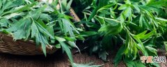 新鲜艾草鸡蛋煮水怎么做 要怎样做新鲜艾草鸡蛋煮水