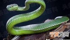 适合新手养的十种蛇：绿锦蛇上榜 玉米蛇最可爱