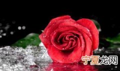 十九朵玫瑰花代表什么意思 十九朵玫瑰花代表的意思