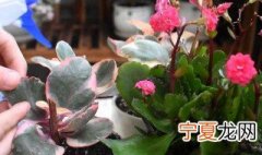 长寿花的养殖方法技巧 长寿花养殖方法之七大技巧分享