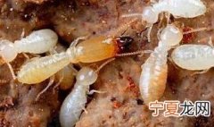 白蚁怎么消灭才干净 试试以下几种方法