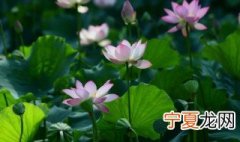 接天莲叶无穷碧映日荷花别样红描写的是那个湖的美景 映日荷花别样红古诗原
