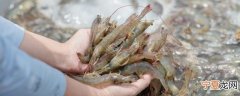 新鲜虾保存要开肚吗 如何保存新鲜虾