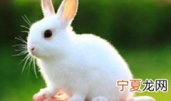 卯代表什么生肖 卯是什么生肖