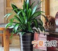 家适合养什么绿色植物 6种好养的绿植推荐