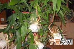 昙花的养殖方法和注意事项 昙花如何浇水