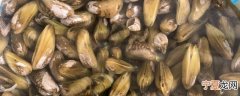 新鲜海瓜子怎么保存比较好 新鲜海瓜子的保存方法分享