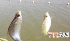秋冬季鲫鱼开口方法图解 秋冬季鲫鱼开口方法