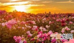 关于唯美的句子精选10句 关于唯美的句子精选10句