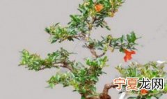 石榴盆栽种植方法 6个步骤教你种出满盆石榴