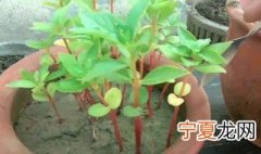 凤仙花什么时候播种子的 凤仙花什么时候播种