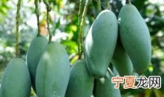 芒果盆栽种植方法 芒果盆景怎么养