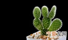 上海地区适合种什么花卉植物 上海适合种在室外的植物
