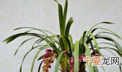 大花蕙兰多久浇一次水合适 大花蕙兰多久浇一次水