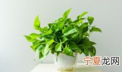 哪些室内种植的植物是阴生植物 阴生室内植物有哪些