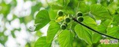 桐子叶怎样保存才新鲜 桐子叶的保存方法