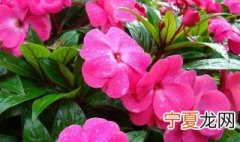 凤仙花栽培方法 凤仙花的栽培方法