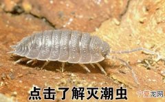 怎么消灭潮虫，怎样消灭潮虫蜘蛛等爬虫