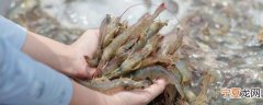 新鲜虾子冷冻保存可以吃吗 新鲜虾冷冻保存后能不能吃