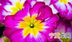 水仙花和梅花的对比 水梅花和凤仙花的区别