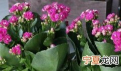 长寿花可以放卧室吗 长寿花可不可以放卧室