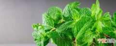 新鲜薄荷怎么保存好些 新鲜薄荷的保存方法介绍