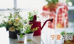 阳气重的植物都包括哪些 阴气重的植物有哪些