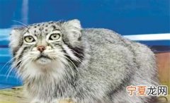 为什么兔狲不叫猫狲