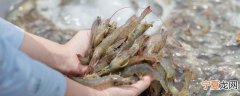 罗宋虾需要煮多久 罗宋虾需要煮多长时间