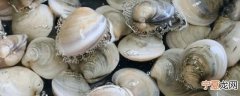 白花蛤怎么保存才新鲜 白花蛤保存新鲜的方法介绍