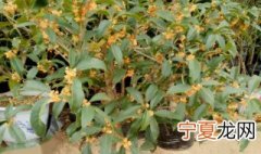 盆景桂花树多长时间浇一次水 桂花树什么时候浇一次水