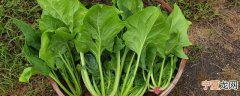 菠菜怎么保存不坏还新鲜 菠菜怎么保存新鲜不烂