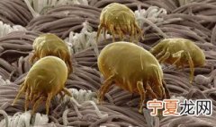 消灭螨虫的最有效方法 消灭螨虫的方法