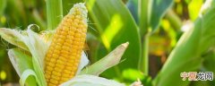 新鲜的鲜玉米可以保存多久 新鲜的鲜玉米能保存多长时间呢