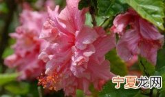 凤仙花为什么不开花? 凤仙花为什么只长叶子不开花
